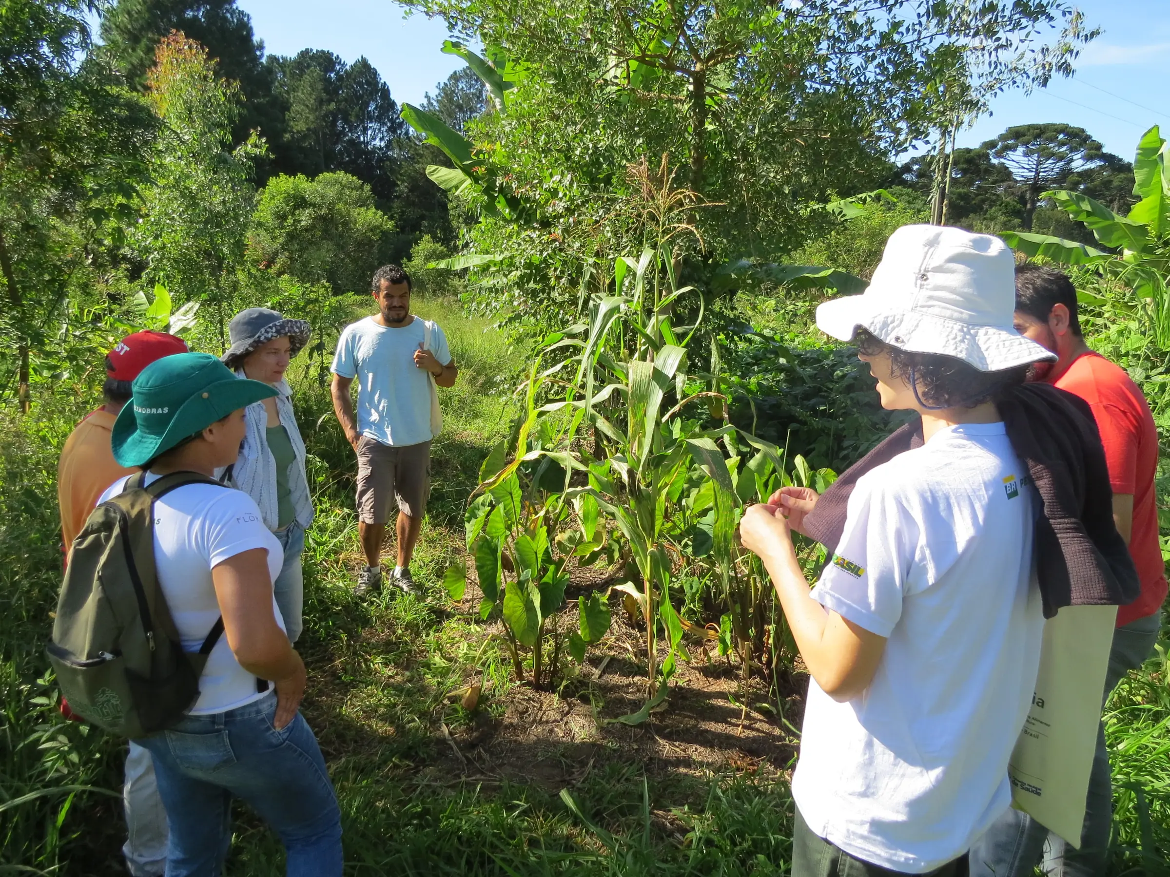 Grupo em pé ao redor de milho e bananeiras numa agrofloresta, durante uma visita de agroecologia