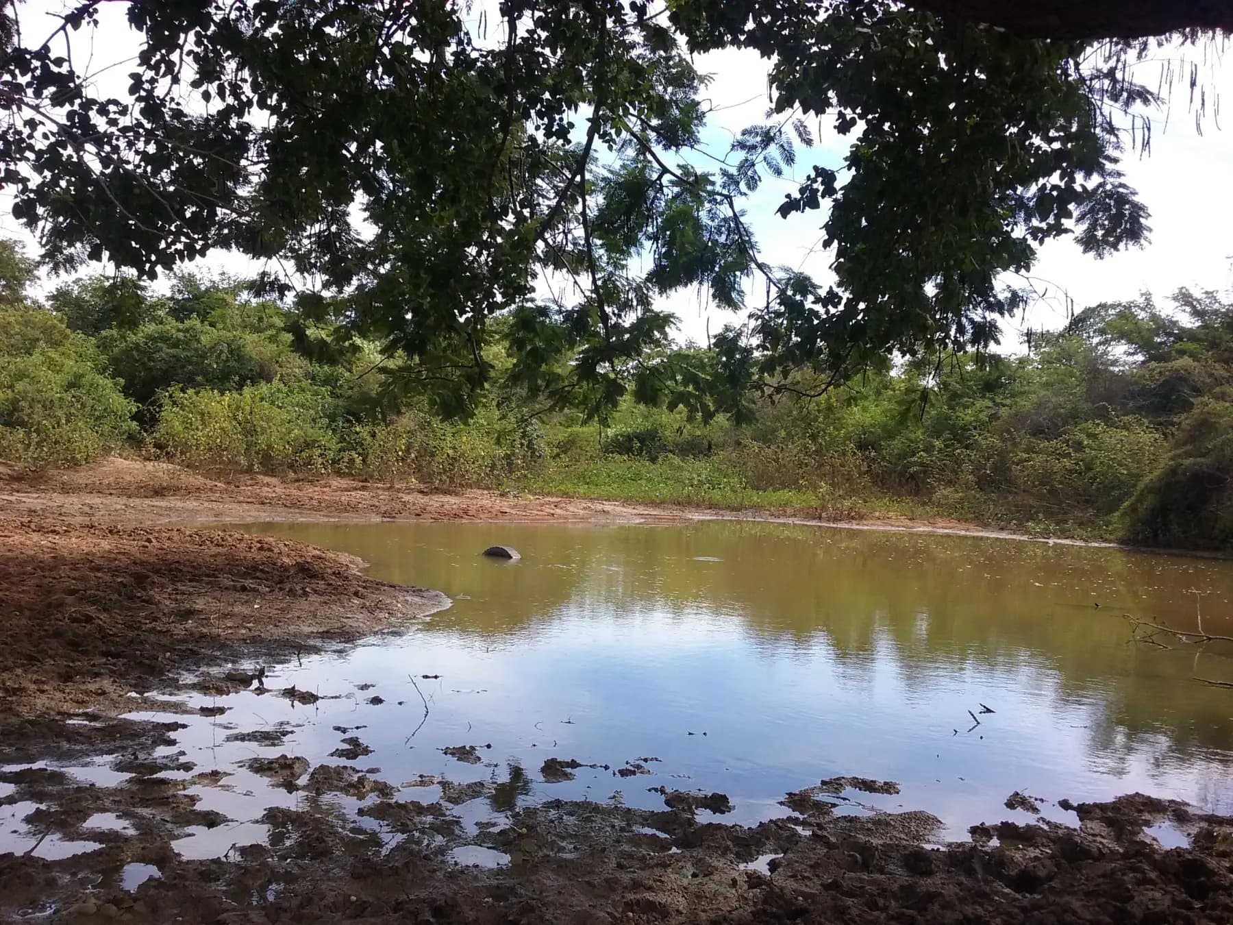 Barreiro com água entre a caatinga verde, depois das chuvas