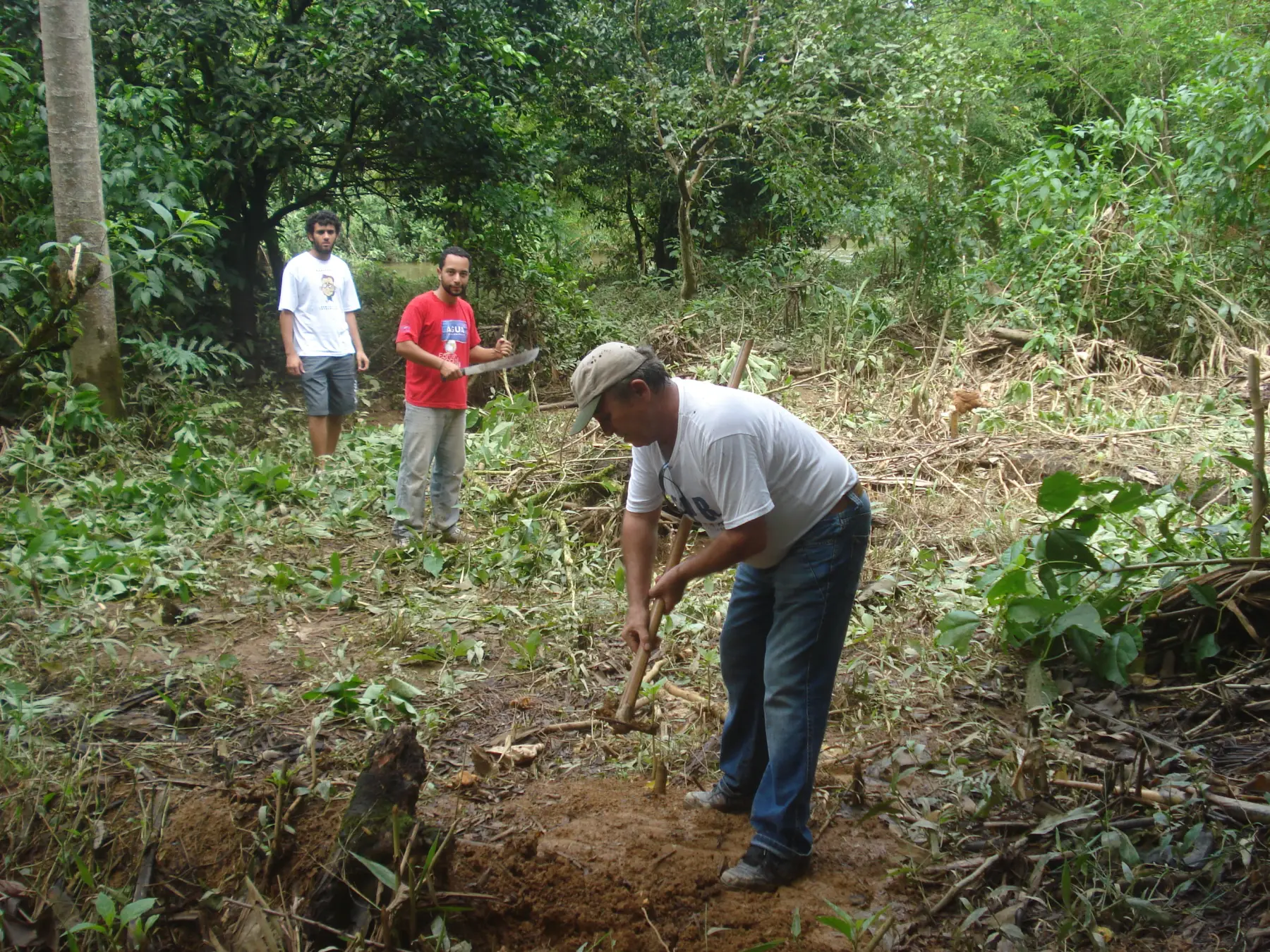 Agricultores podam e deixam os galhos sobre o solo no início de uma agrofloresta