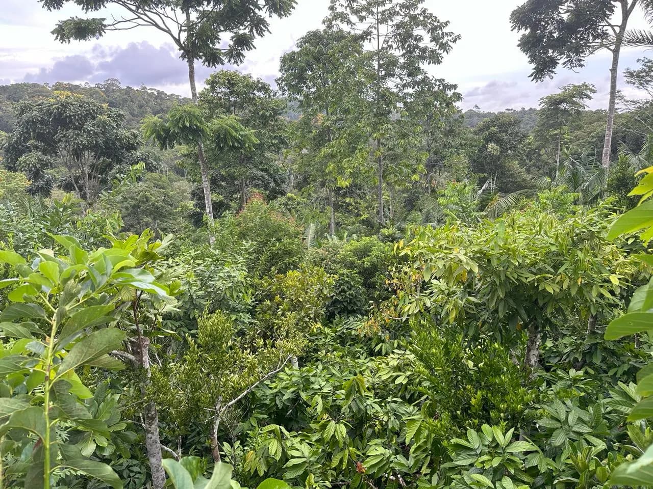 Agrofloresta de cacau, abacate e cítricos sob árvores altas na Fazenda Olhos d'Água, de Ernst Götsch, em Piraí do Norte (BA)