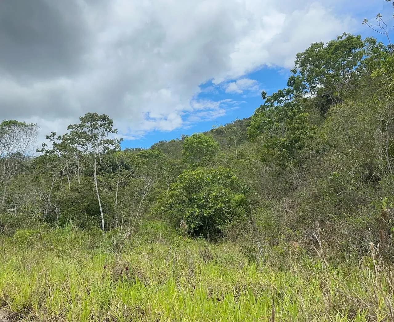 Pasto e capoeira numa fazenda vizinha, como era a Olhos d'Água antes de Ernst Götsch
