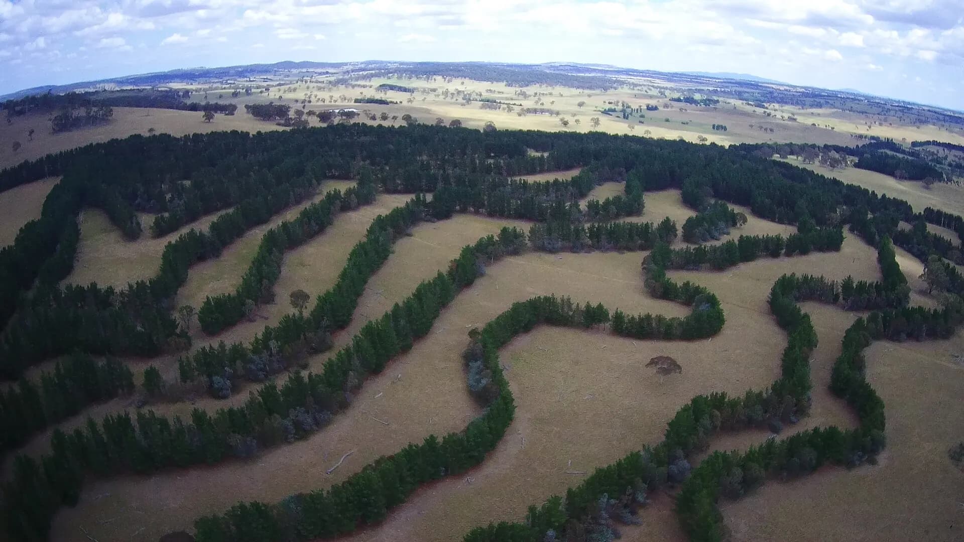 Vista aérea de linhas de árvores plantadas em curva de nível, na Austrália