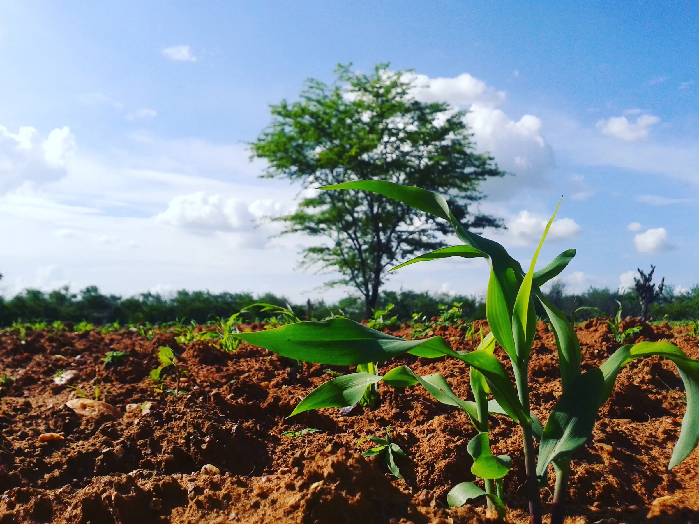 Pé de milho novo em terra vermelha, com uma árvore da caatinga ao fundo