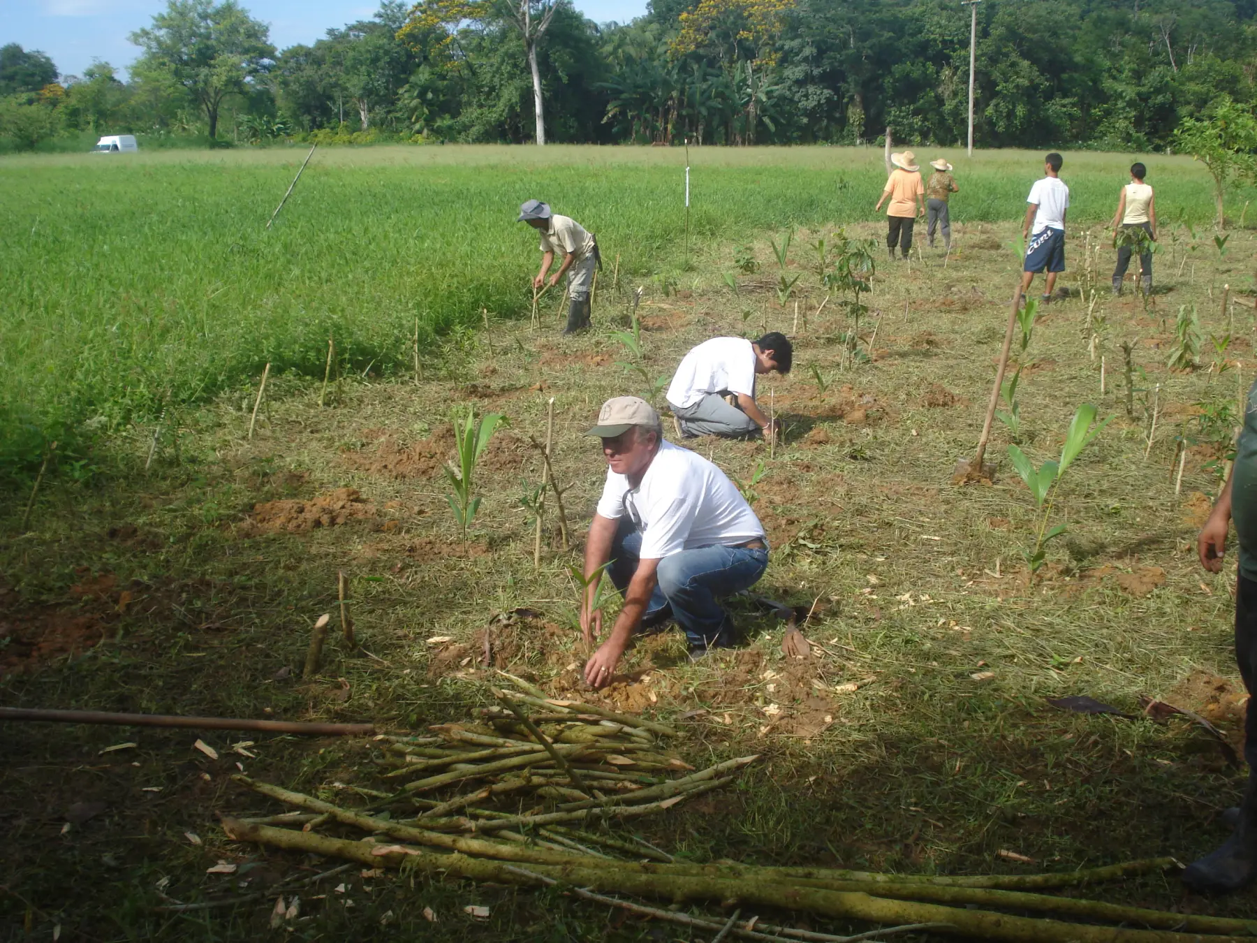 Plantio de mudas e estacas em linhas na implantação de uma agrofloresta