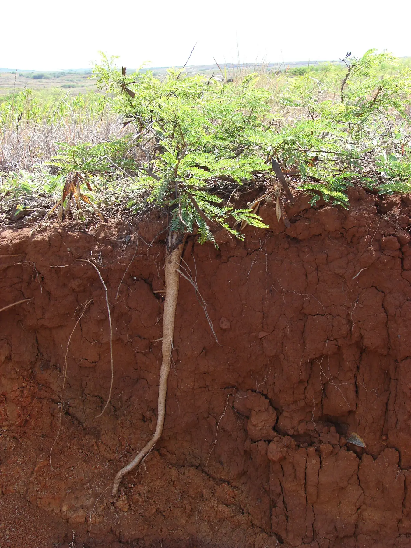 Corte de solo vermelho com uma leucena: a raiz pivotante desce reta, bem mais fundo que a parte de cima da planta