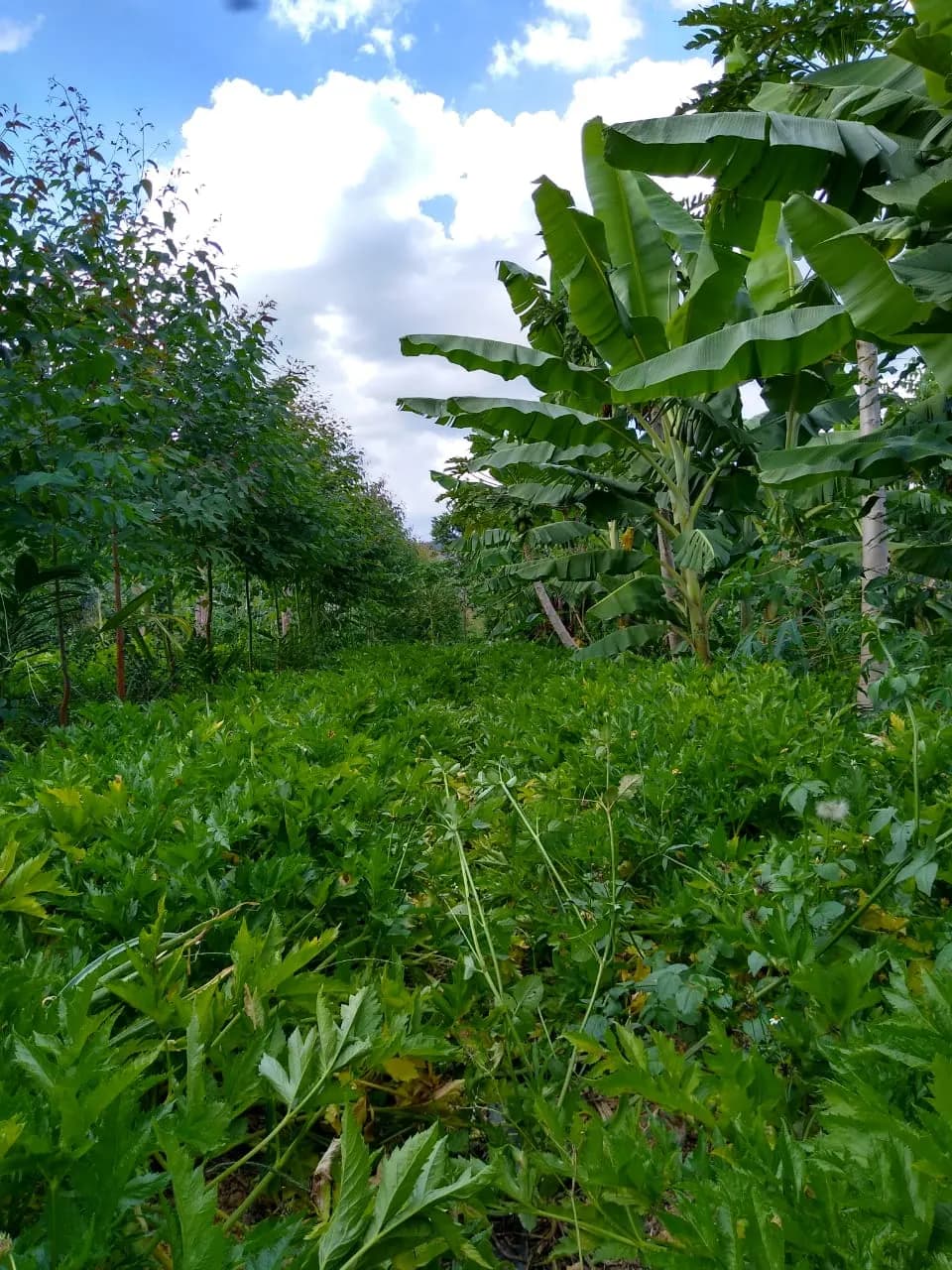 Agrofloresta em linhas, com árvores, bananeiras e mamoeiros e o solo coberto, em Alto Paraíso de Goiás (GO)